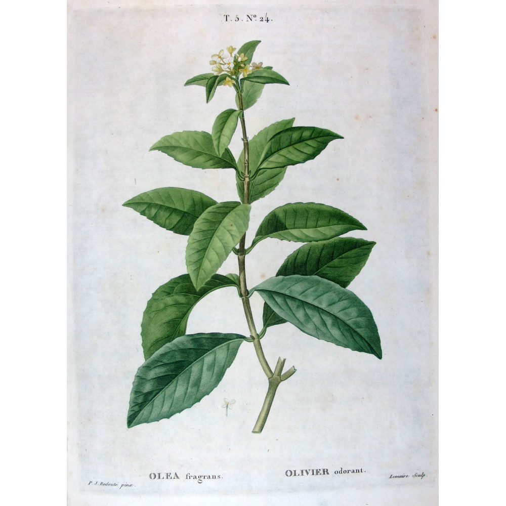Diospyros lotus Botanical Date-Plum by Redouté Diospyros lotus Botanical Date-Plum by Redouté