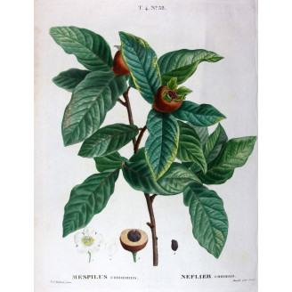 Morus nigra  Black Mulberry Print by Redouté