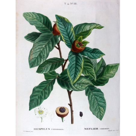 Morus nigra  Black Mulberry Print by Redouté