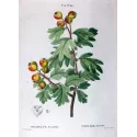 Antique Print by Pierre-Joseph Redouté – Azarole (Mespilus azarolus)