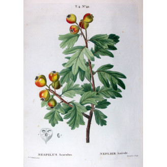 Crataegus azarolus  Botanical Hawthorn by Redouté