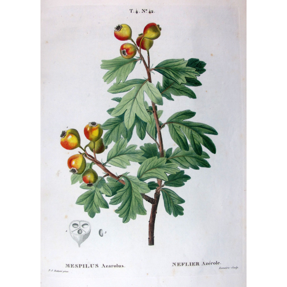 Crataegus azarolus Botanical Hawthorn by Redouté Crataegus azarolus Botanical Hawthorn by Redouté