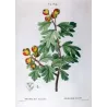 Azarole (*Mespilus azarolus*) / Néflier Azéole Original engraving by Pierre-Joseph Redouté (c.1801-1819)