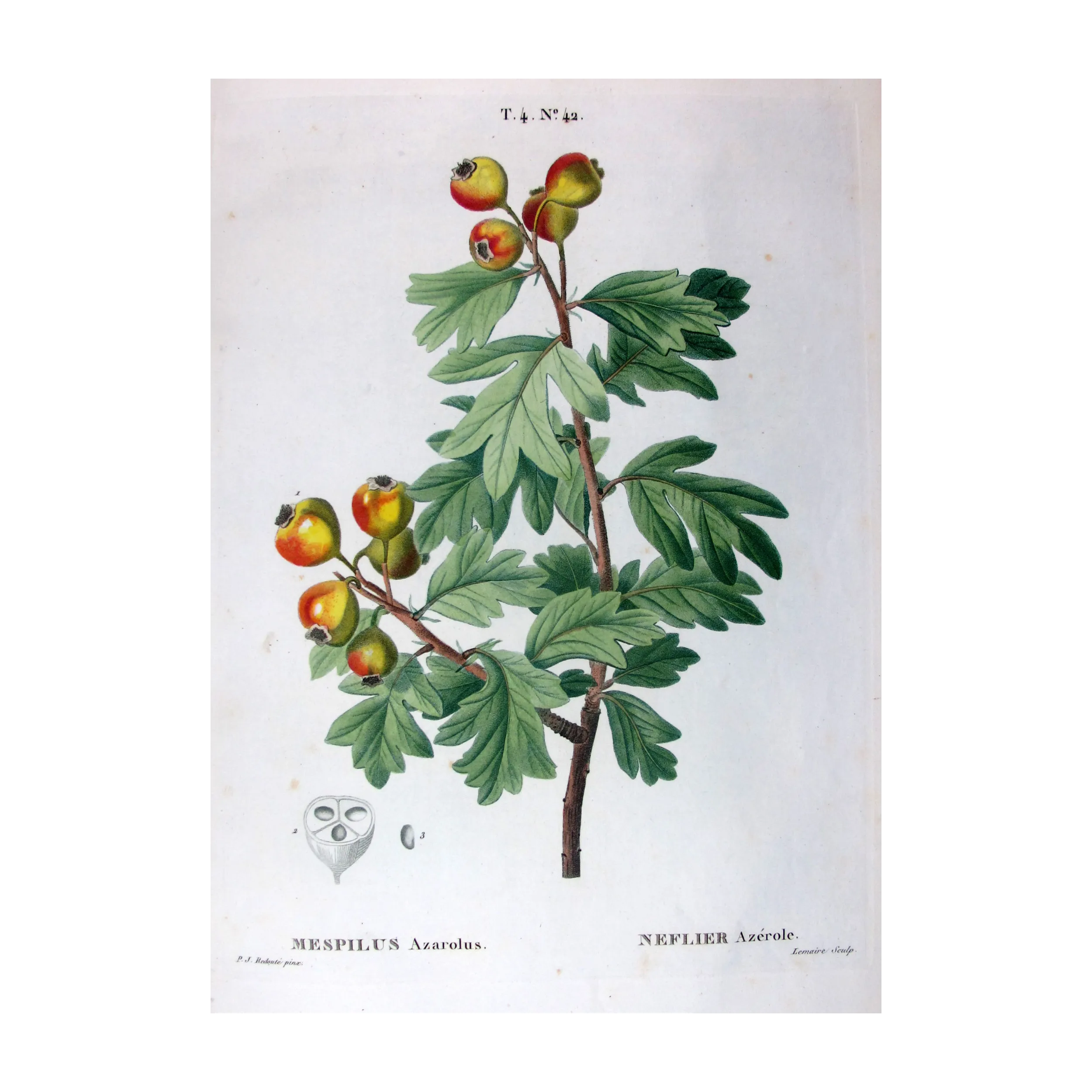 Antique Print by Pierre-Joseph Redouté – Azarole (Mespilus azarolus)