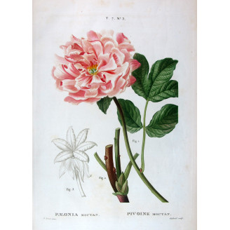 Tree Peony  Paeonia moutan  Pancrace Bessa Botanical Print