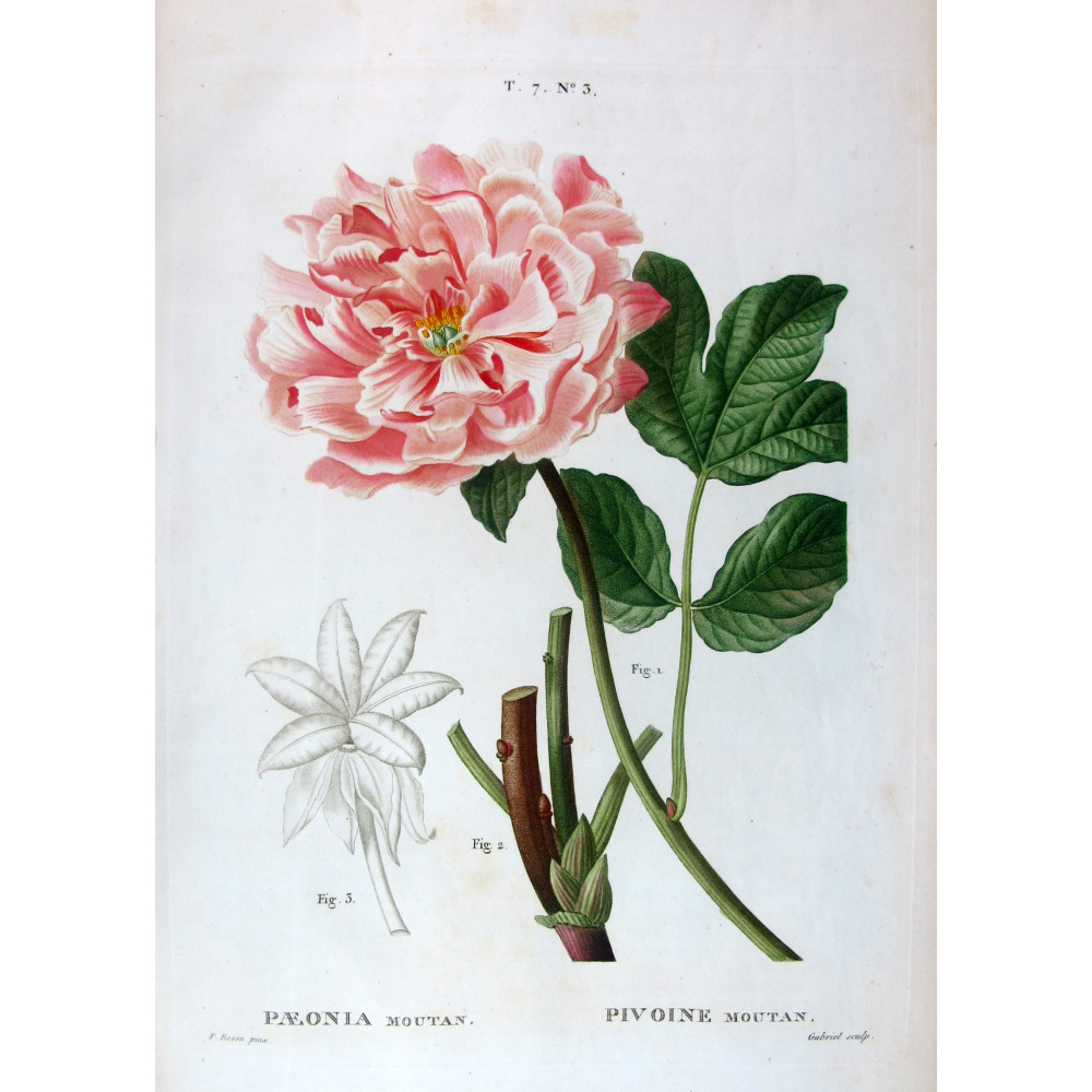 Tree Peony  Paeonia moutan  Pancrace Bessa Botanical Print