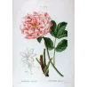 Tree Peony (*Paeonia moutan*) / Pivoine moutan  Original engraving by Pancrace Bessa (c.1801-1819)