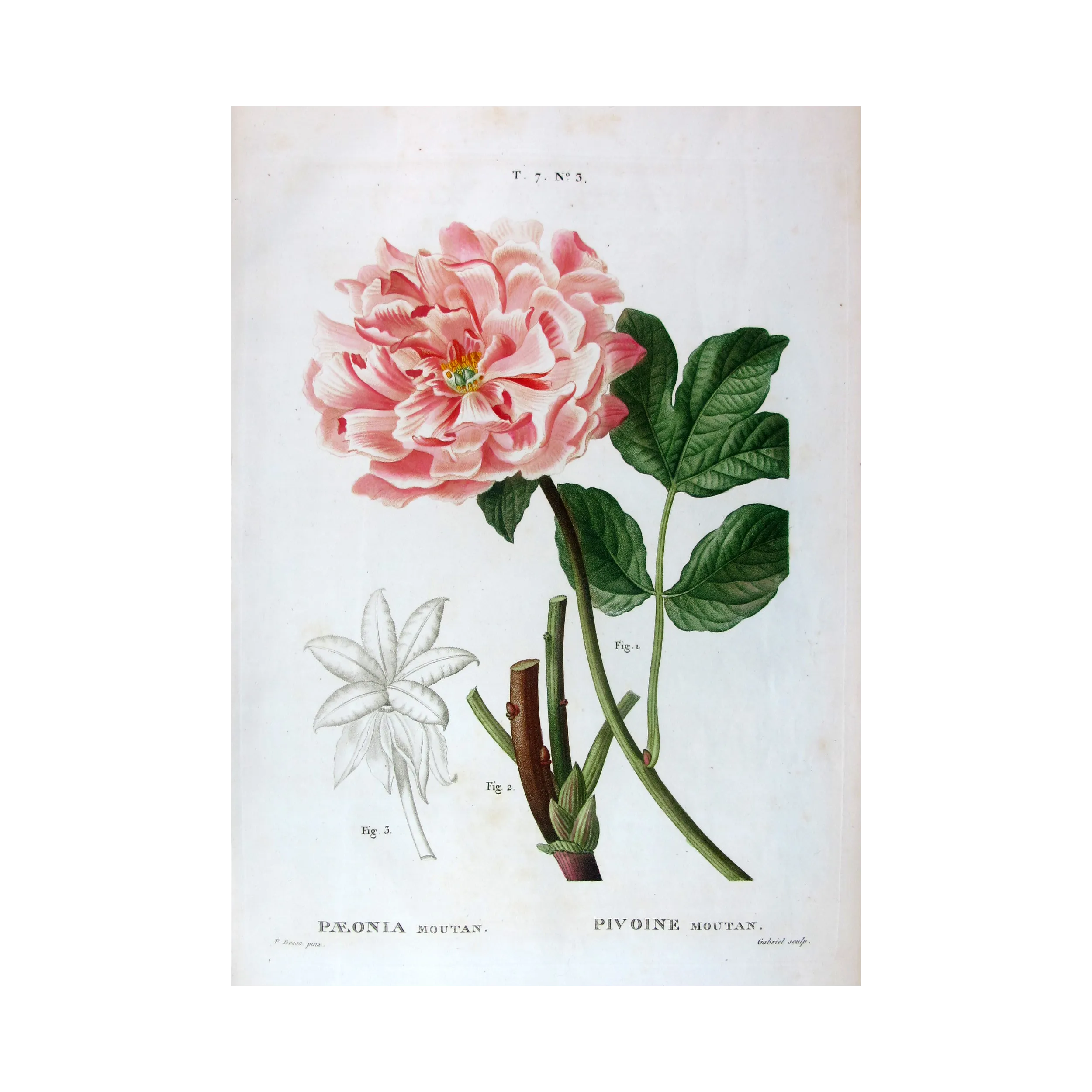 Antique Print by Pancrace Bessa – Tree Peony (Paeonia moutan)
