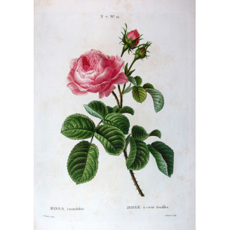 Hundred-petaled Rose  Rosa centifolia  Pancrace Bessa Botanical Print