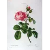 Hundred-petaled Rose (*Rosa centifolia*) / Rose à cent feuilles  Original engraving by Pancrace Bessa (c.1801-1819)