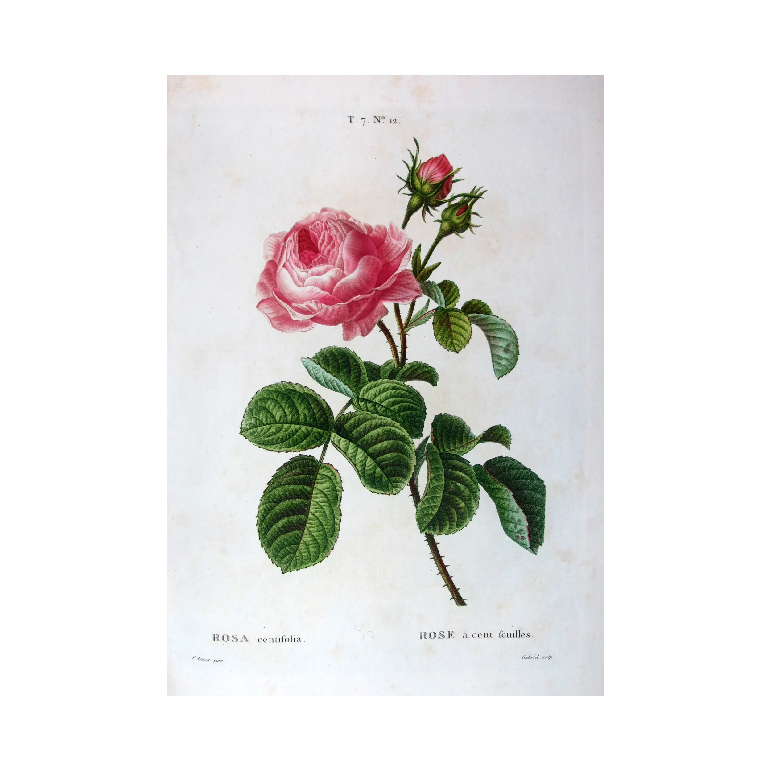 Antique Print by Pancrace Bessa – Hundred-petaled Rose (Rosa centifolia)