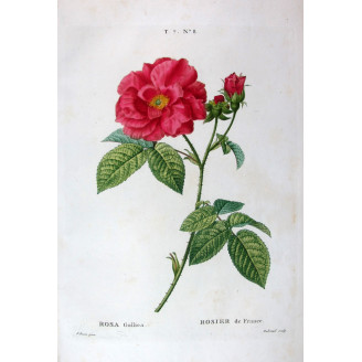 French Rose  Rosa gallica  Pancrace Bessa Botanical Print