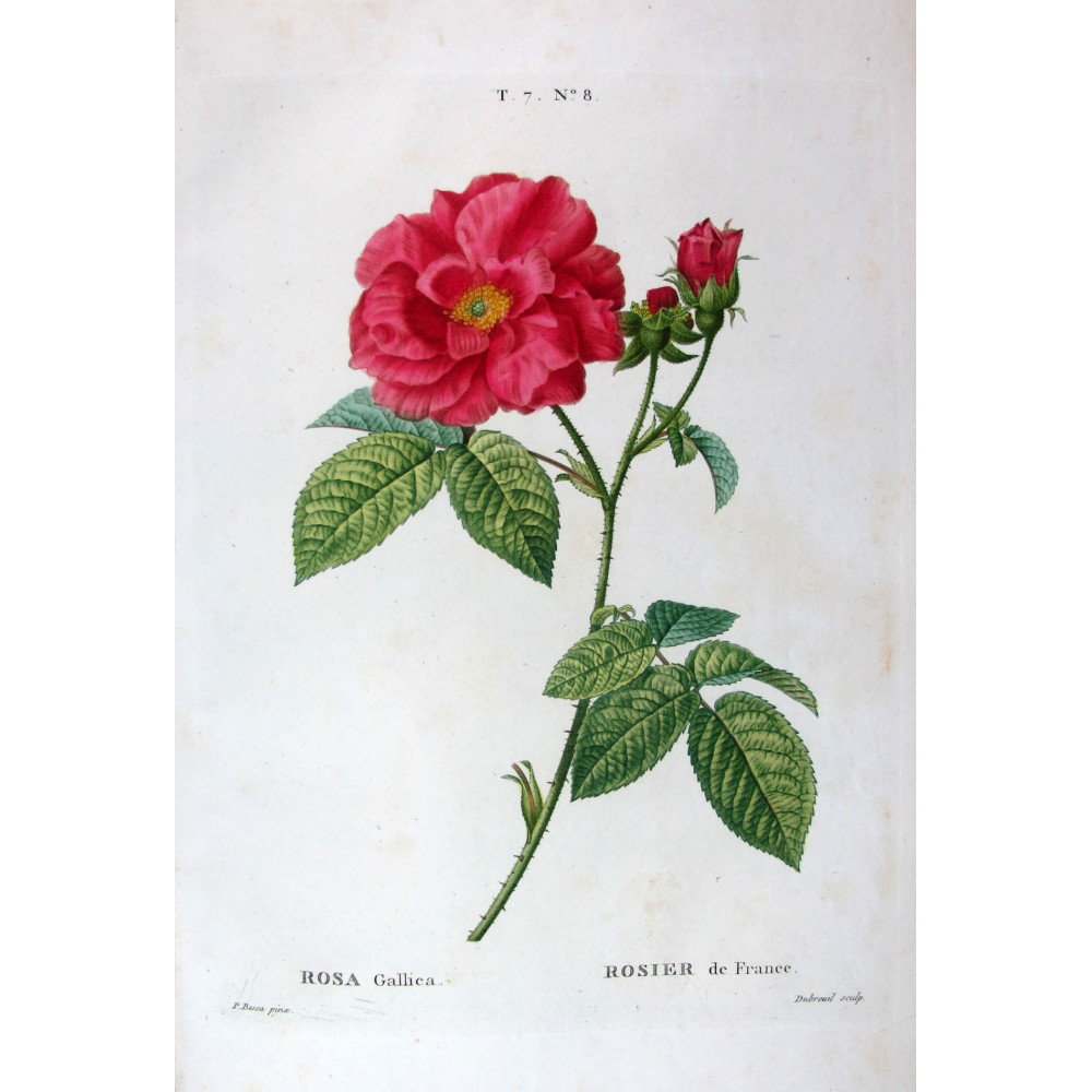 French Rose Rosa gallica Pancrace Bessa Botanical Print French Rose Rosa gallica Pancrace Bessa Botanical Print