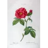 French Rose (*Rosa gallica*) / Rosier de France, Original engraving by Pancrace Bessa (c.1801-1819)
