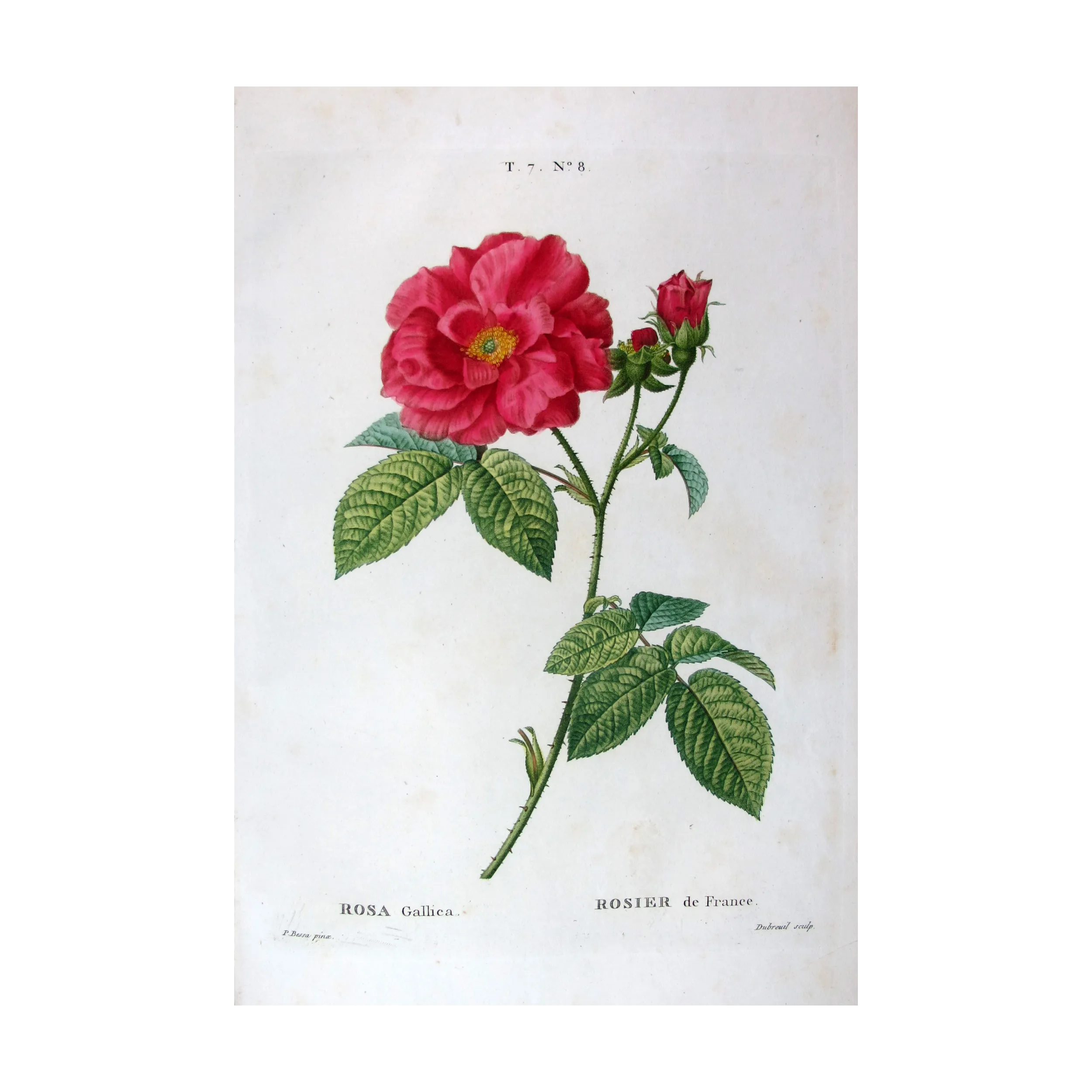 Antique Print by Pancrace Bessa – French Rose (Rosa gallica)