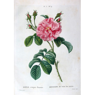 Monthly Rose  Rosa semperflorens  Pancrace Bessa Botanical Print