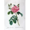 Monthly Rose (*Rosa semperflorens*) / Rosier de tous les mois , Original engraving by Pancrace Bessa (c.1801-1819)
