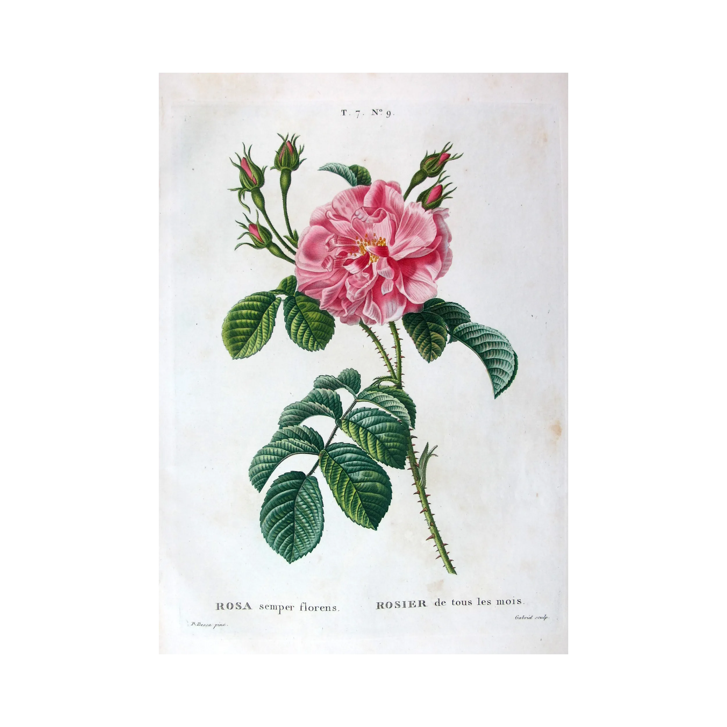 Antique Print by Pancrace Bessa – Monthly Rose (Rosa semperflorens)