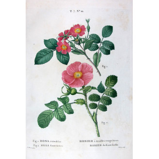 Kamchatka Rose  Rosa rubrifolia & Rosa kamtschatica  Pancrace Bessa Botanical Print