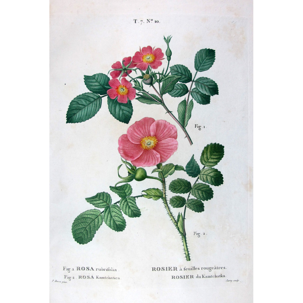 Kamchatka Rose  Rosa rubrifolia & Rosa kamtschatica  Pancrace Bessa Botanical Print