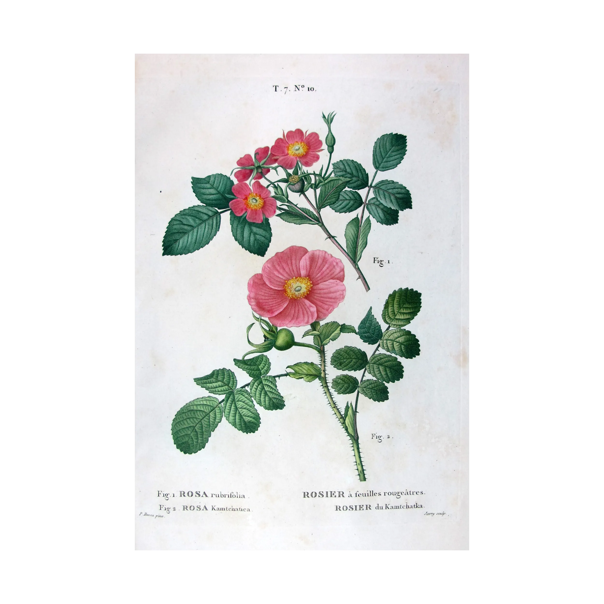 Antique Print by Pancrace Bessa – Kamchatka Rose (Rosa rubrifolia & Rosa kamtschatica)