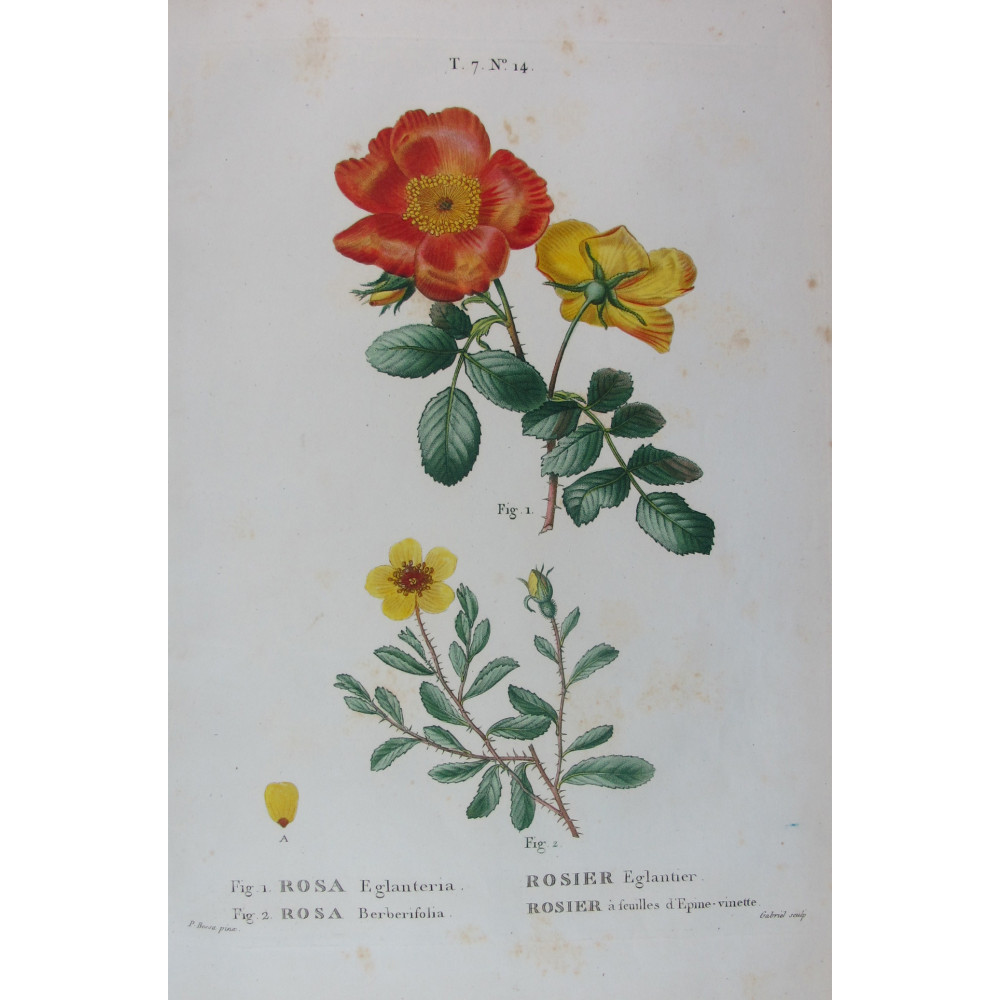 Eglantine & Berberis-leaved Rose Rosa eglanteria & Rosa berberifolia Pancrace Bessa Botanical Print Eglantine & Berberis-leaved Rose Rosa eglanteria & Rosa berberifolia Pancrace Bessa Botanical Print