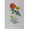 Eglantine & Berberis-leaved Rose (*Rosa eglanteria & Rosa berberifolia*) / Rosier à feuilles d'Épine-vinette-  by Bessa