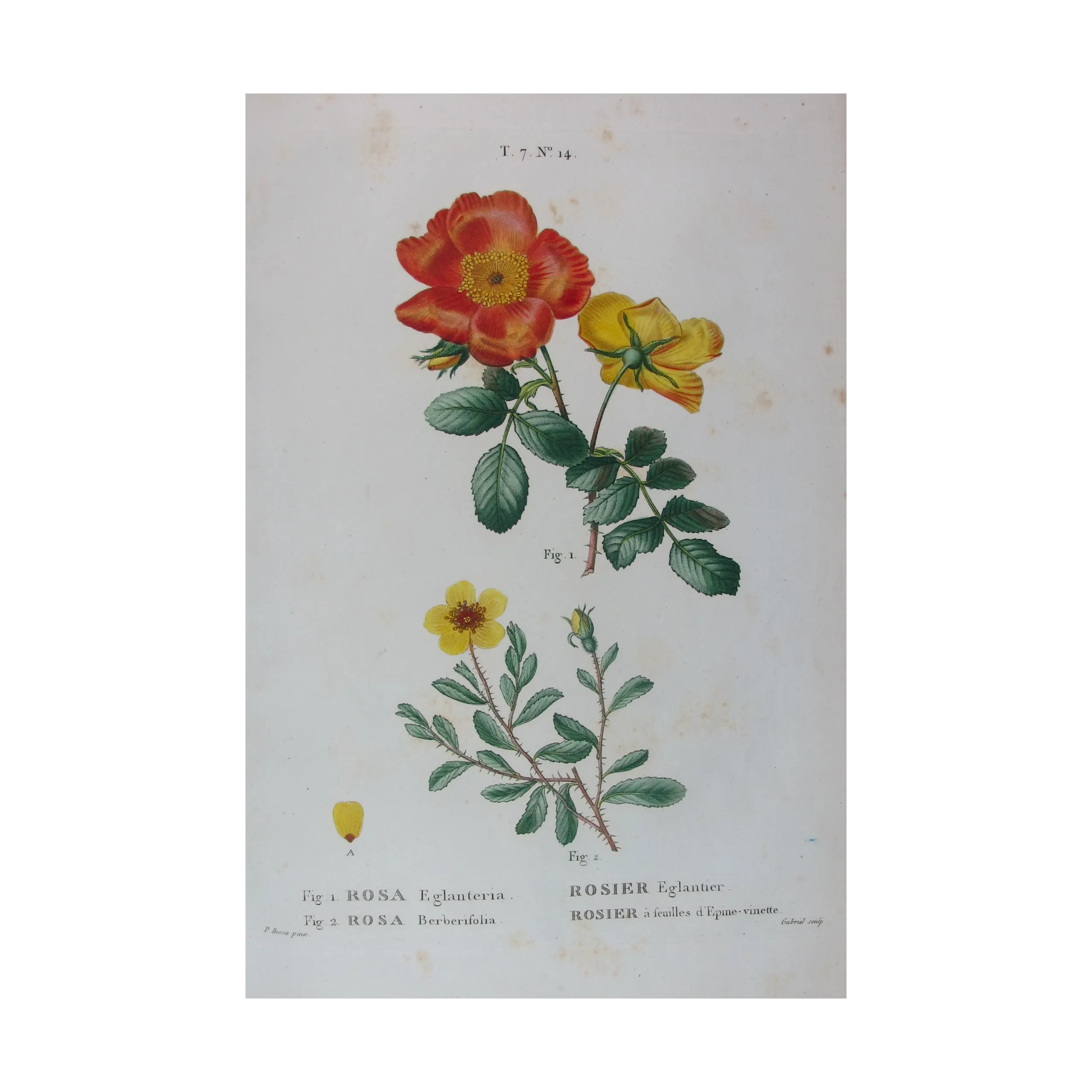 Antique Print by Pancrace Bessa – Eglantine & Berberis-leaved Rose (Rosa eglanteria & Rosa berberifolia)