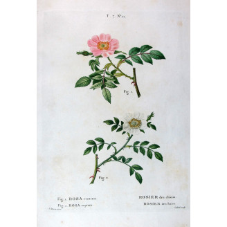 Dog Rose & Hedge Rose  Rosa canina & Rosa sepium  Pancrace Bessa Botanical Print