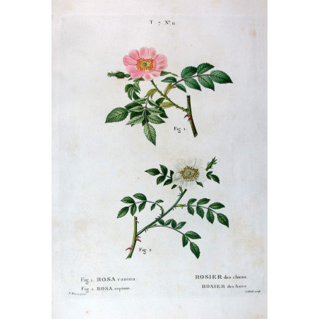 Dog Rose & Hedge Rose  Rosa canina & Rosa sepium  Pancrace Bessa Botanical Print