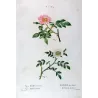 Dog Rose & Hedge Rose (*Rosa canina & Rosa sepium*)  Rosier des chiens & Rosier des haies, Original engraving by Pancrace Bessa