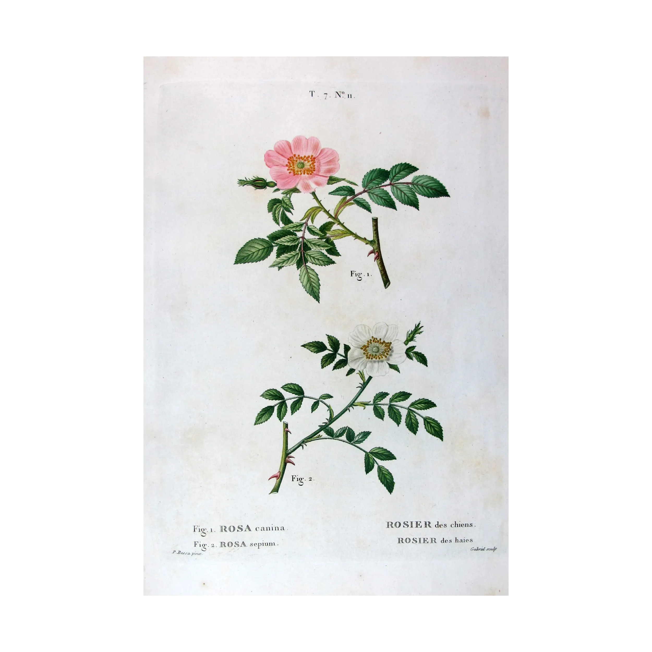 Antique Print by Pancrace Bessa – Dog Rose & Hedge Rose (Rosa canina & Rosa sepium)
