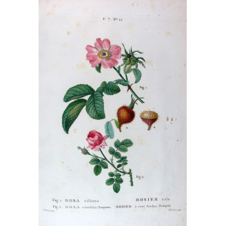 Velvet Rose & Pompon Centifolia  Rosa villosa & Rosa centifolia pomponia  Pancrace Bessa Botanical Print