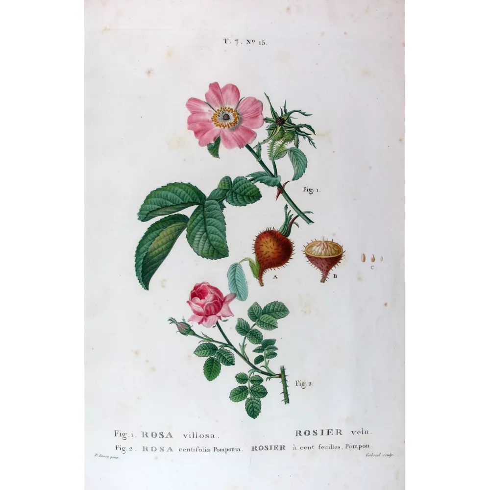 Velvet Rose & Pompon Centifolia Rosa villosa & Rosa centifolia pomponia Pancrace Bessa Botanical Print Velvet Rose & Pompon Centifolia Rosa villosa & Rosa centifolia pomponia Pancrace Bessa Botanical Print