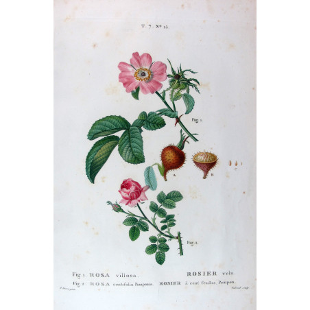 Velvet Rose & Pompon Centifolia  Rosa villosa & Rosa centifolia pomponia  Pancrace Bessa Botanical Print