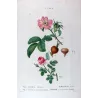 Velvet Rose & Pompon Centifolia (*Rosa villosa*) (*Rosa centifolia pomponia*) Rosier velu & Rosier à cent feuille by Bessa