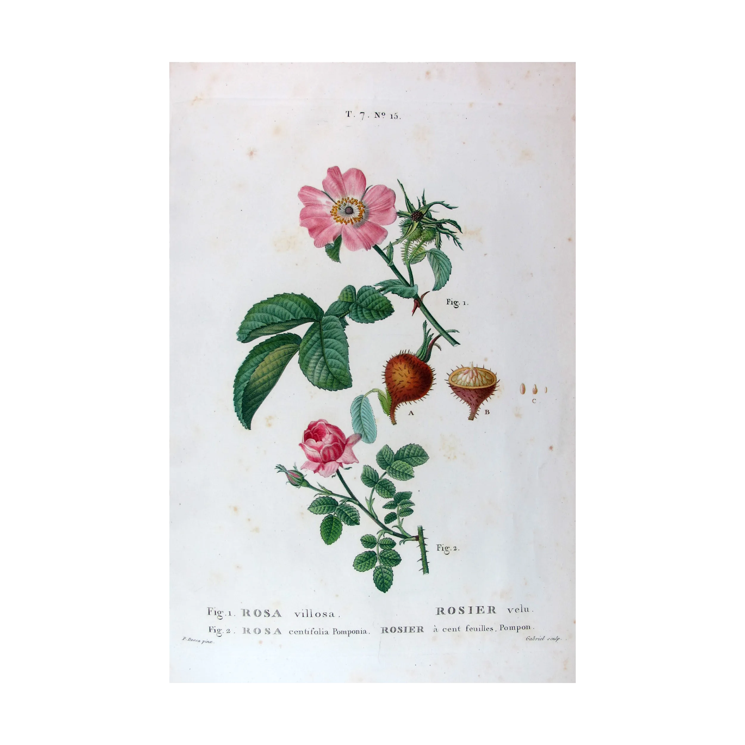 Antique Print by Pancrace Bessa – Velvet Rose & Pompon Centifolia (Rosa villosa)