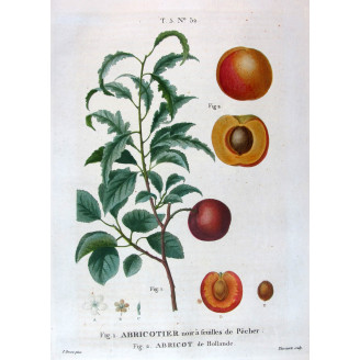 Dutch Apricot  Armeniaca vulgaris  Pancrace Bessa Botanical Print