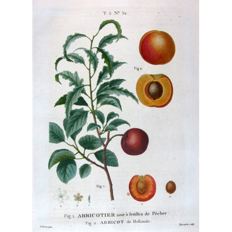 Dutch Apricot  Armeniaca vulgaris  Pancrace Bessa Botanical Print