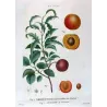 Dutch Apricot (*Armeniaca vulgaris*) / Abricot de Hollande, Original engraving by Pancrace Bessa (c.1801-1819)