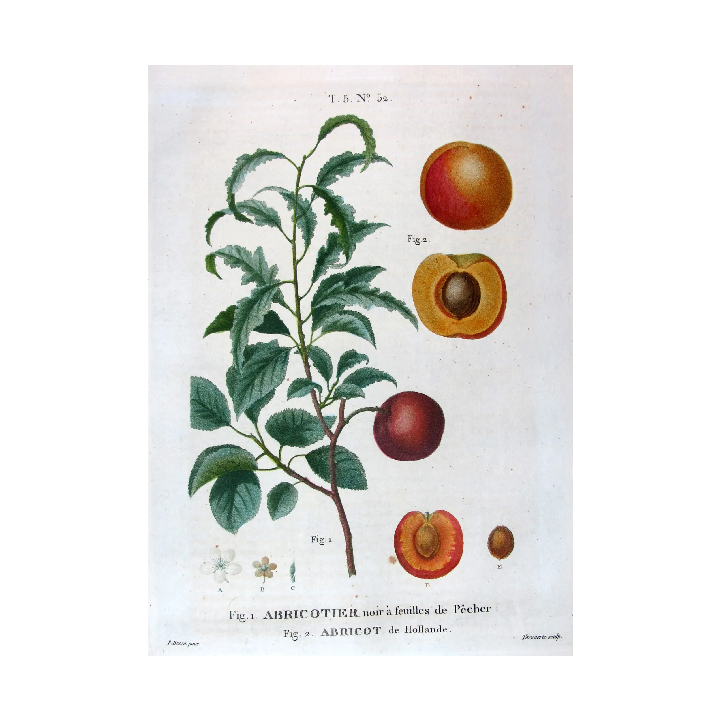 Antique Print by Pancrace Bessa – Dutch Apricot (Armeniaca vulgaris)