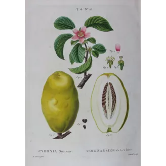 Chinese Quince  Cydonia sinensis  Pancrace Bessa Botanical Print