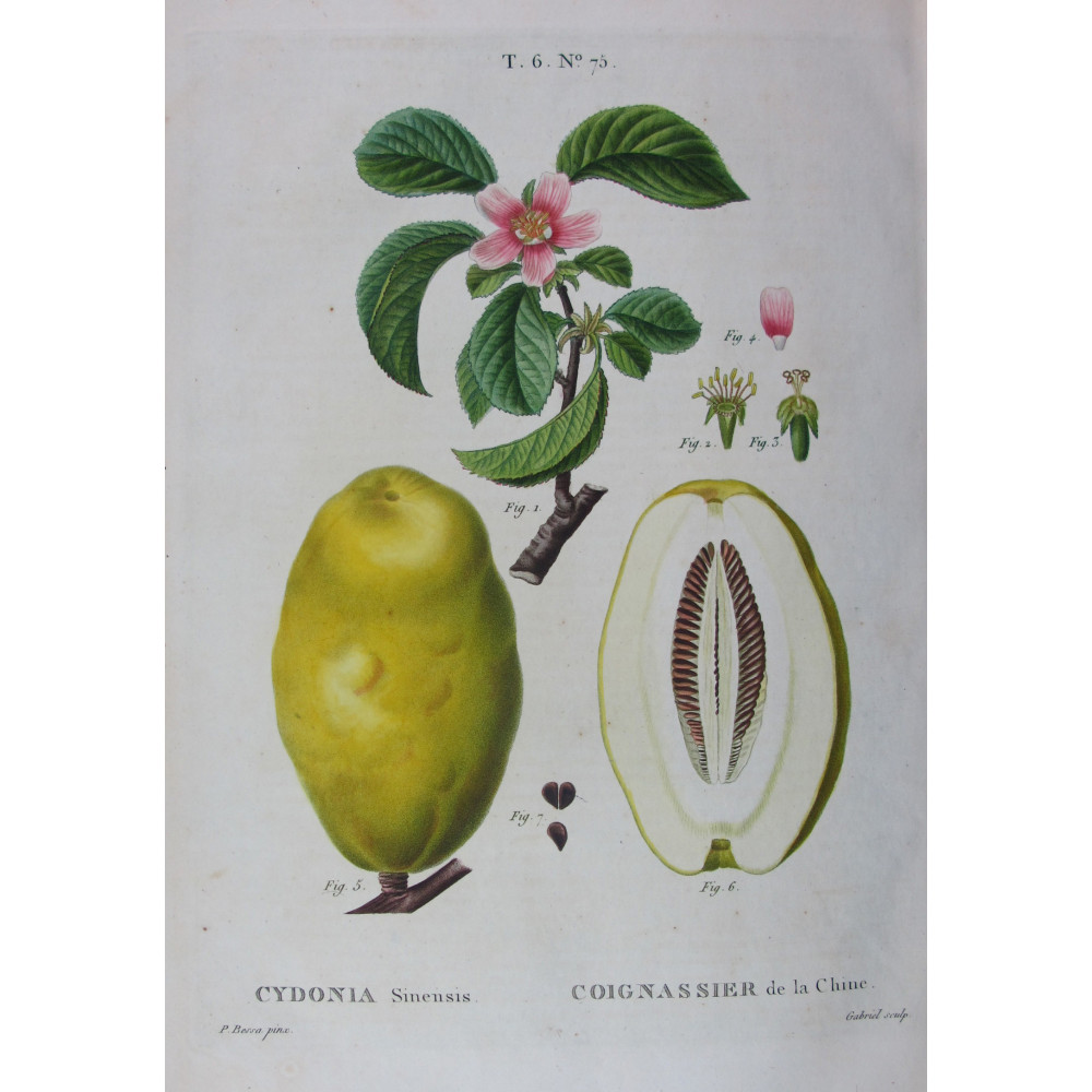 Chinese Quince Cydonia sinensis Pancrace Bessa Botanical Print Chinese Quince Cydonia sinensis Pancrace Bessa Botanical Print