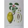 Chinese Quince (*Cydonia sinensis*) / Coignassier de la Chine, Original engraving by Pancrace Bessa (c.1801-1819)
