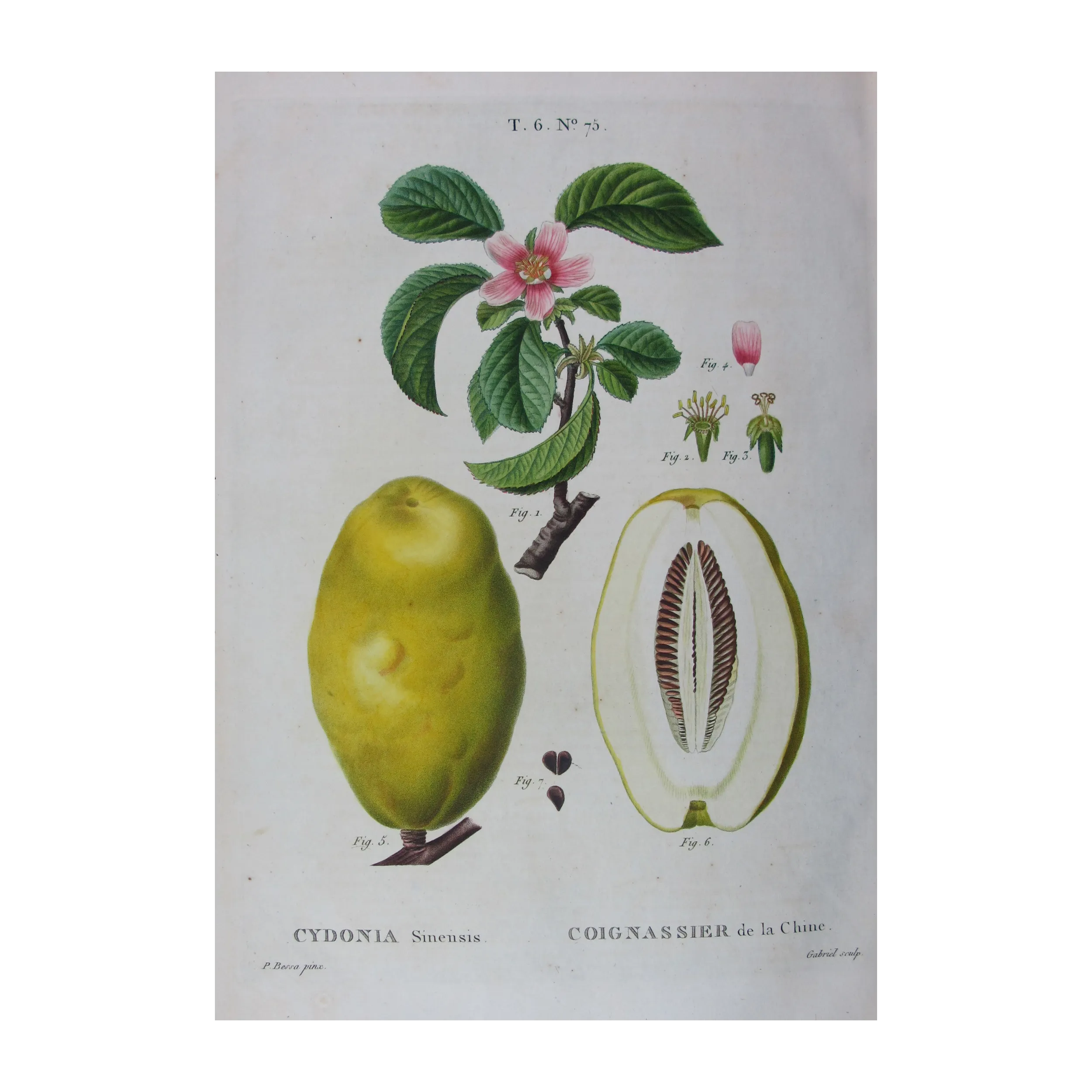 Antique Botanical Print – Pancrace Bessa – Chinese Quince