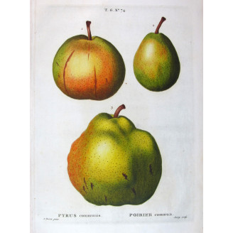 Pollviller Pear  Pyrus pollveria | Botanical artwork by Bessa