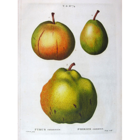 Pollviller Pear  Pyrus pollveria | Botanical artwork by Bessa