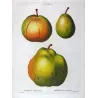 Pollviller Pear (*Pyrus pollveria*), Original hand-colored engraving by Pancrace Bessa (c.1801-1819)