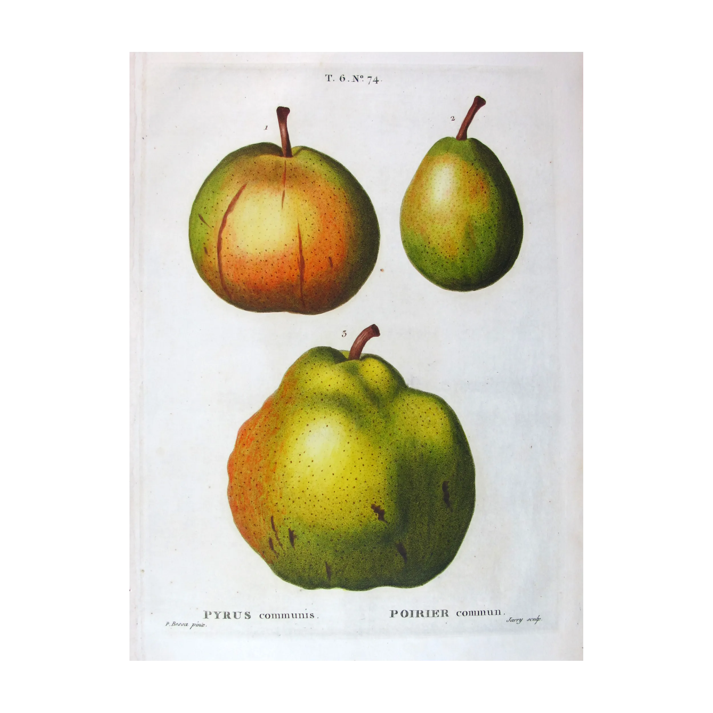 Antique Botanical Print – Pancrace Bessa – Pollviller Pear