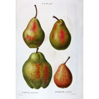 Common Pear  Pyrus communis | Hand-colored print by Bessa